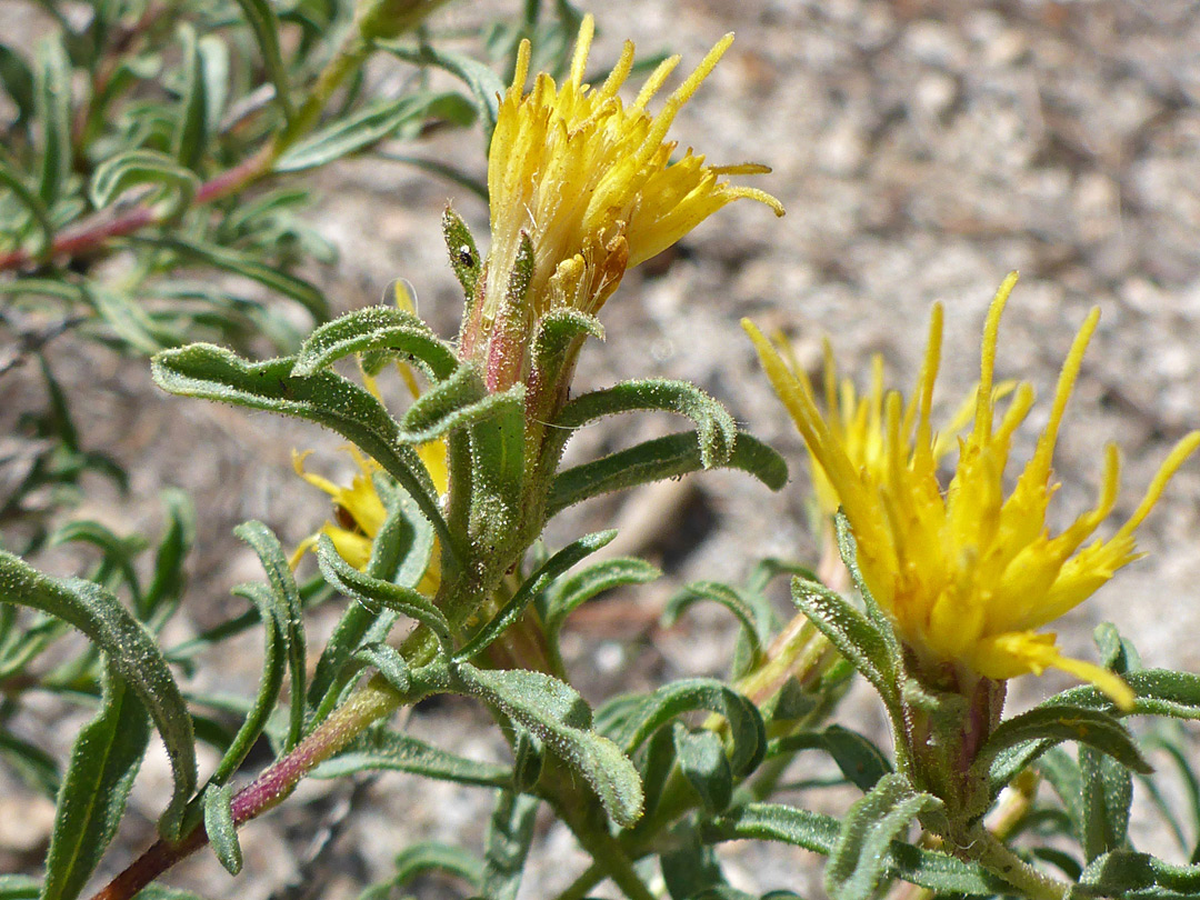 Two flowerheads