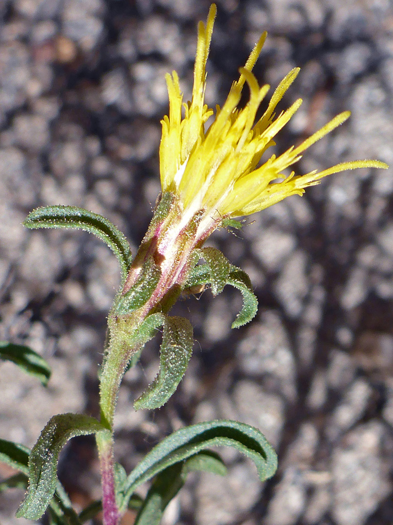 Yellow florets and green leaves