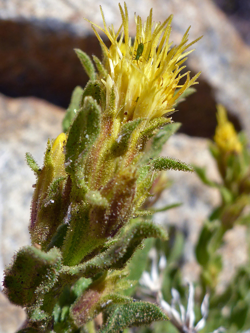 Grandular-hairy phyllaries