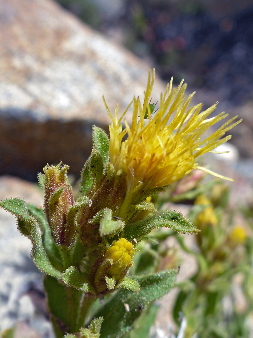 Clustered inflorescence