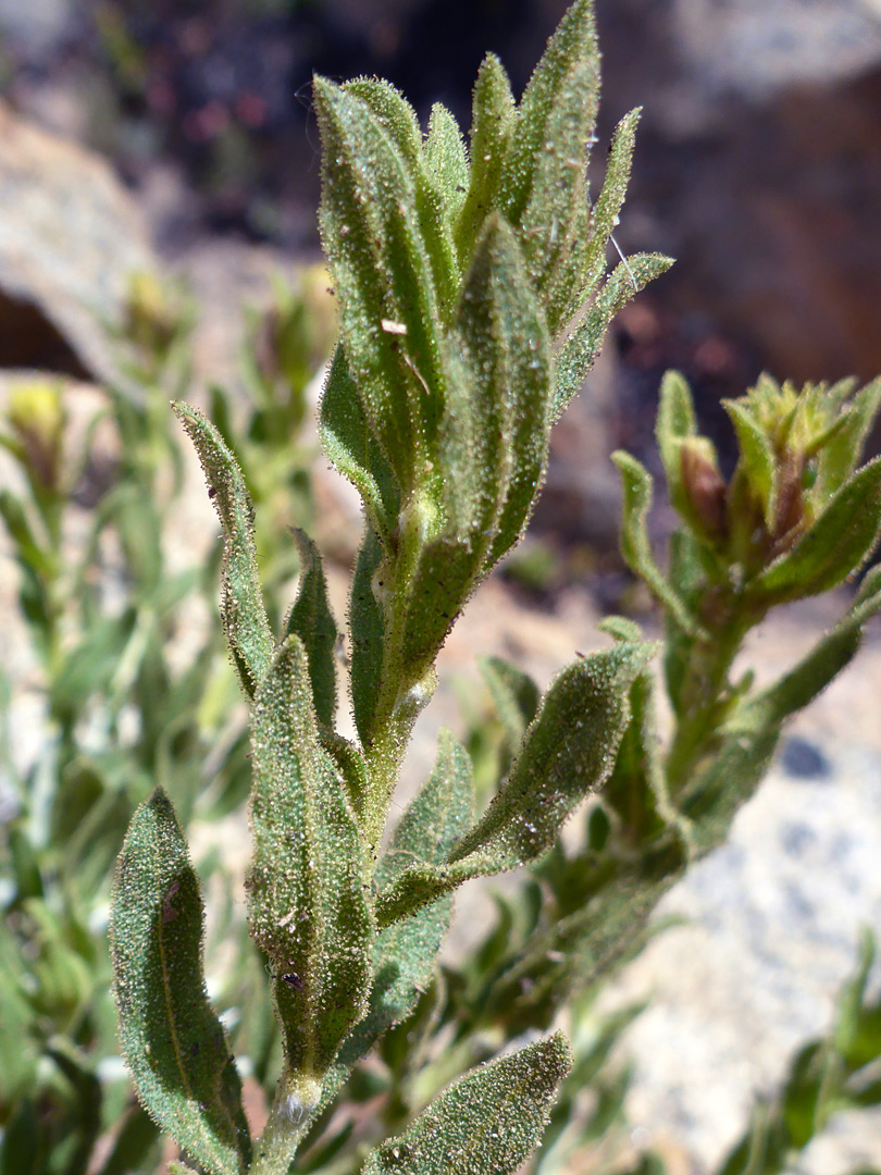 Glandular leaves