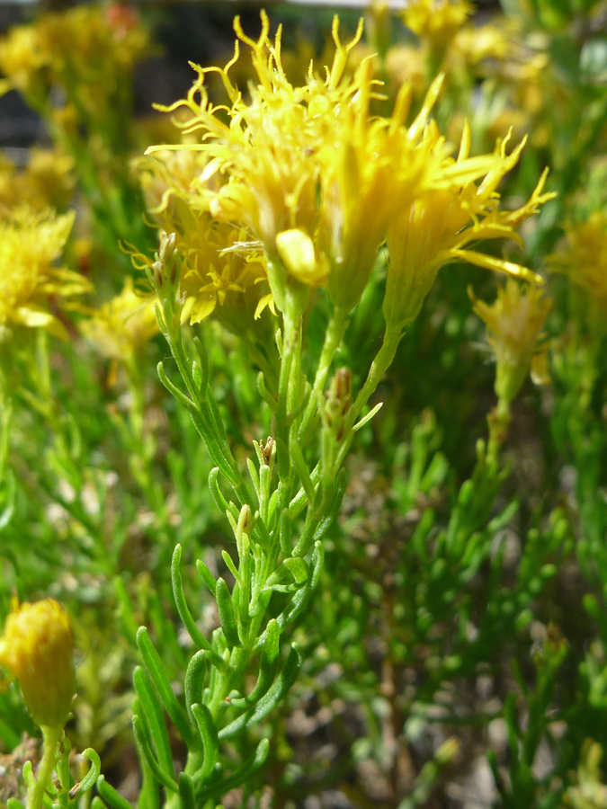 Stem leaves