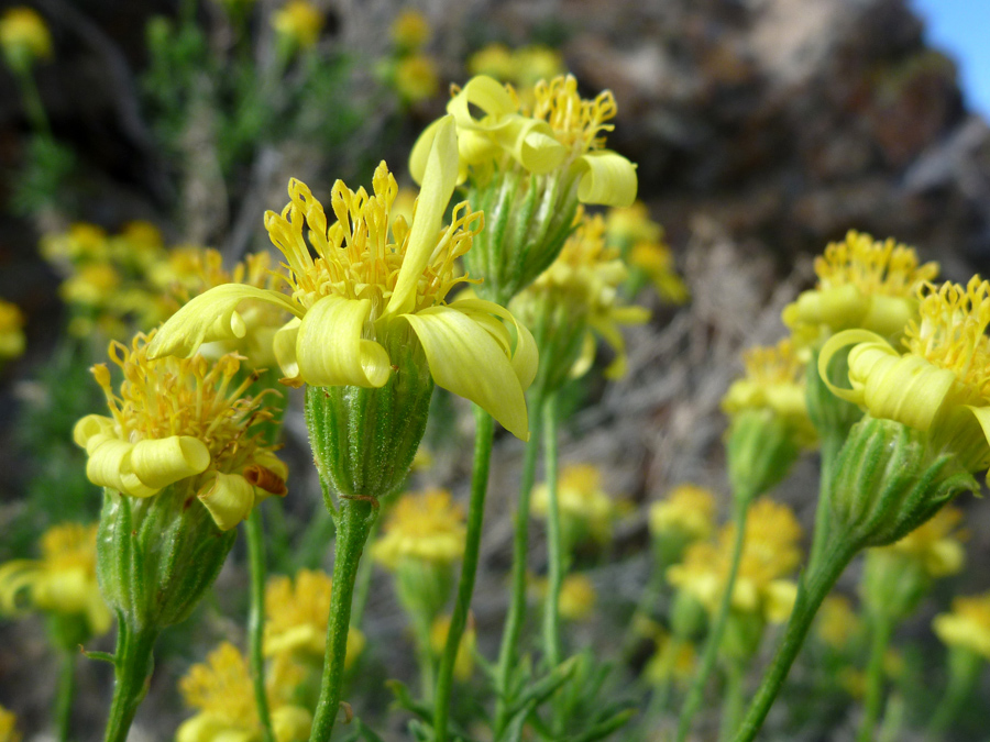 Yellow flowerheads