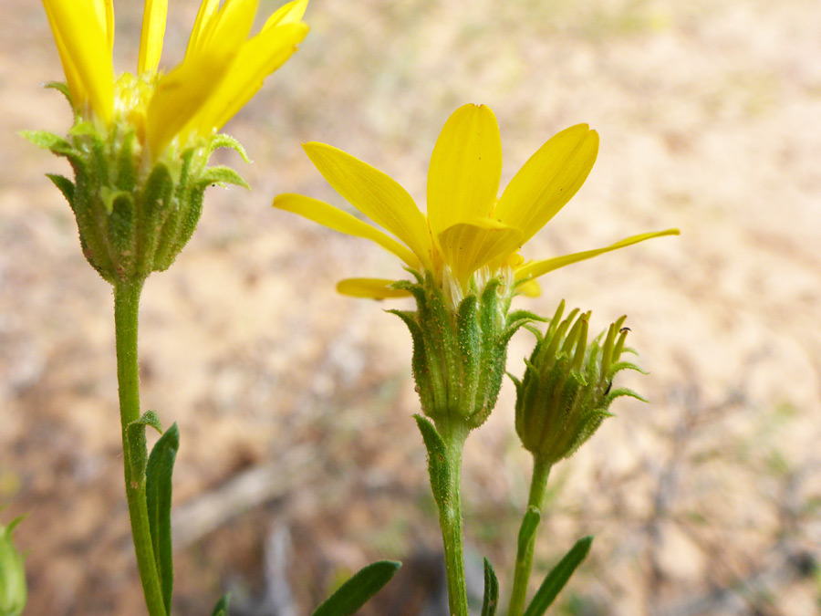 Three flowerheads