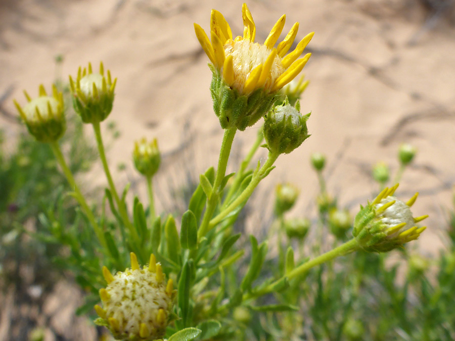 Developing flowerheads