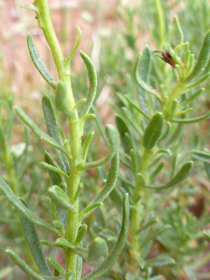 Stems and leaves