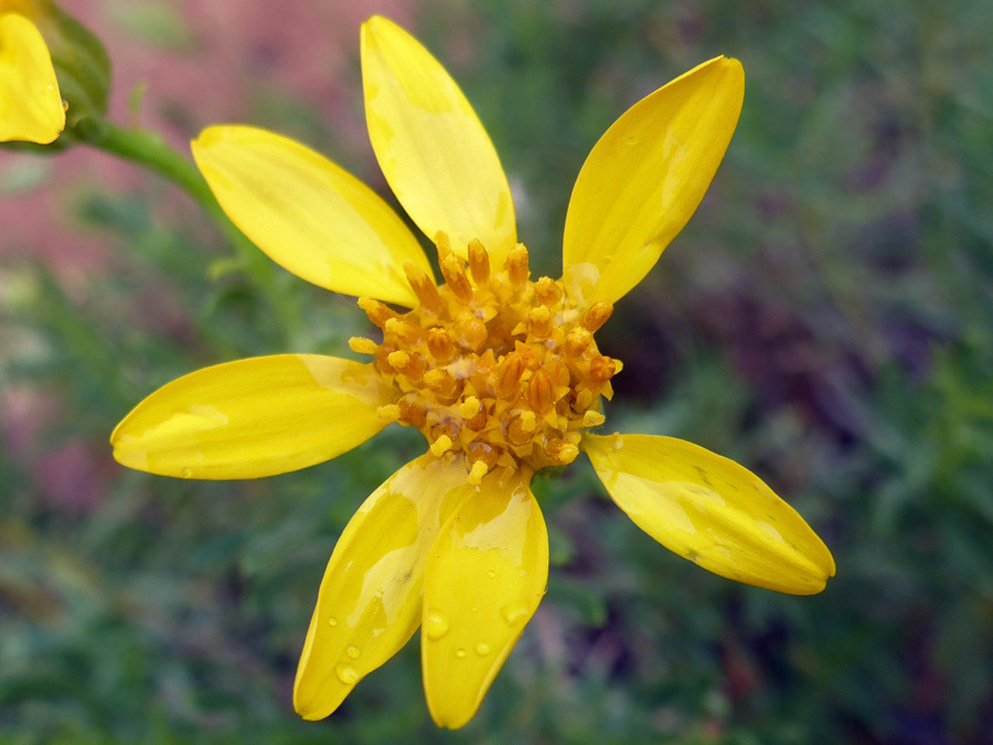 Flowerhead