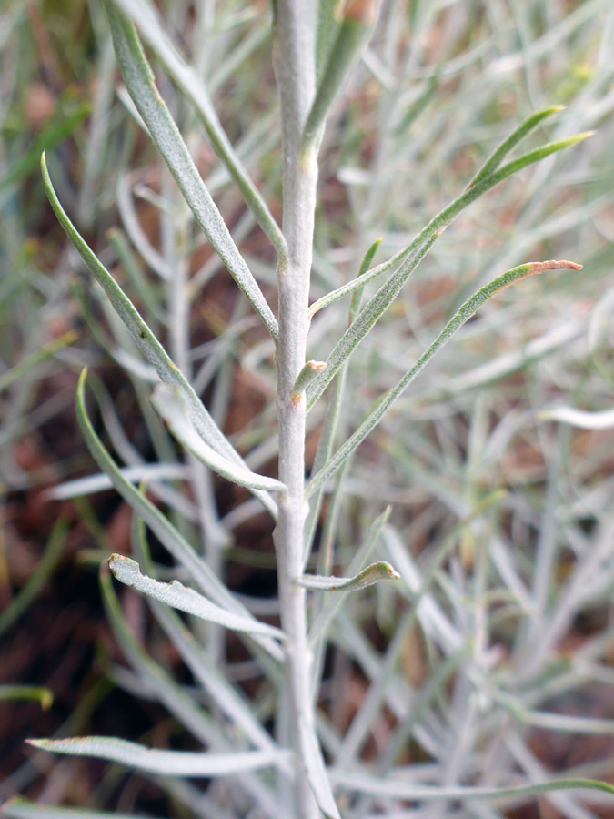 Leaves and stem