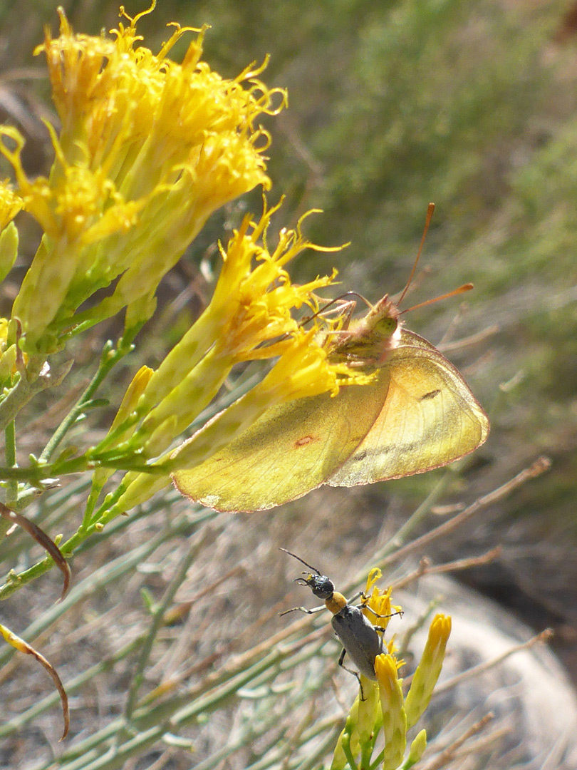 Butterfly on a flowerhead