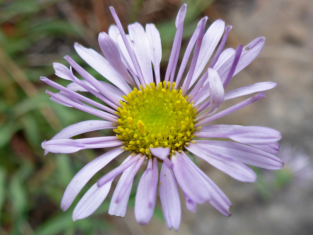 Pale purple ray florets