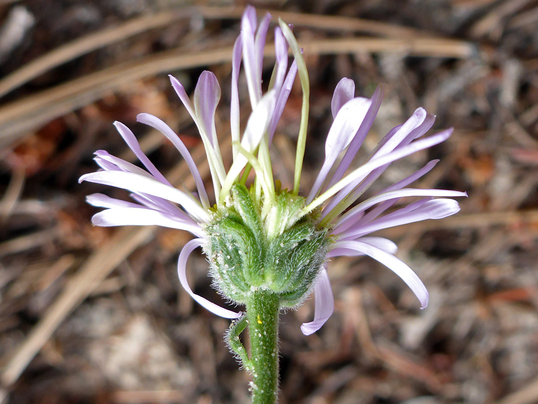 Florets and phyllaries