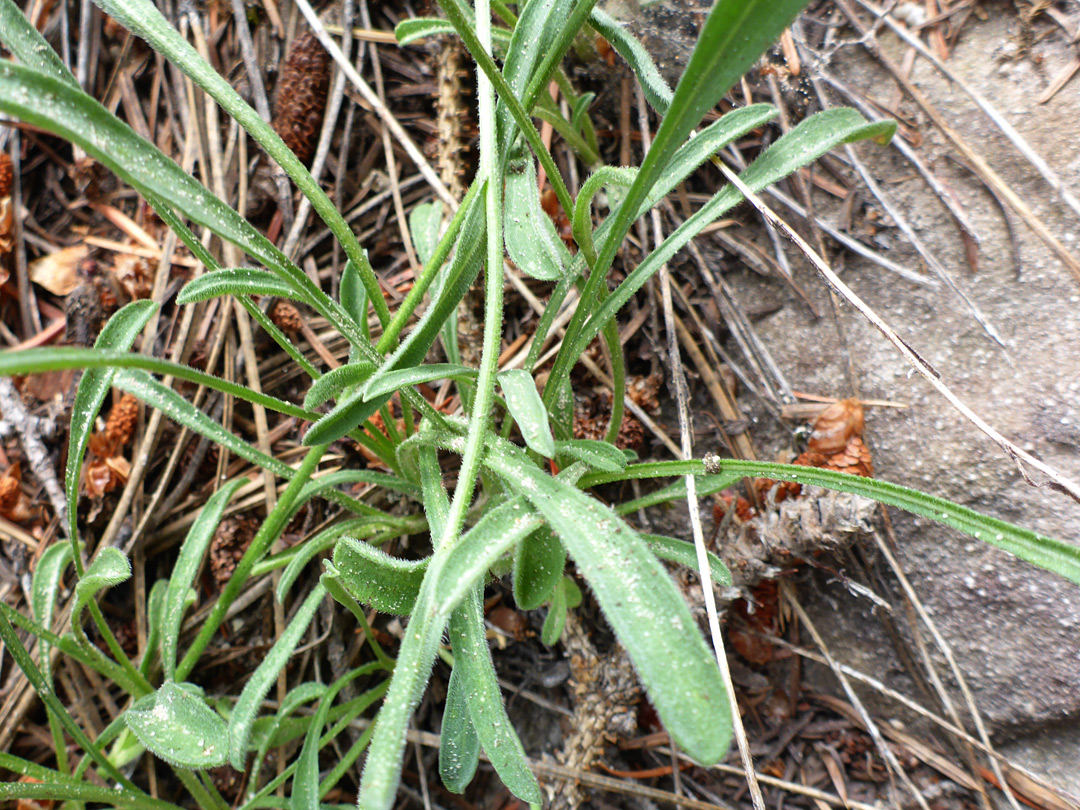 Oblanceolate leaves