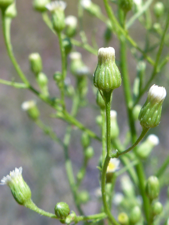 Green phyllaries