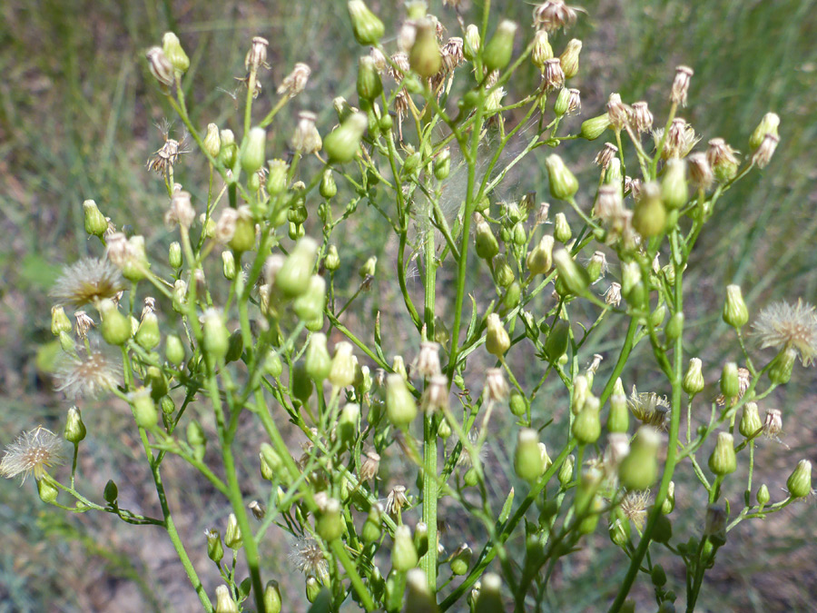 Many flowerheads