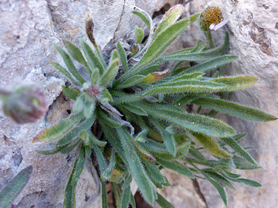 Hairy, oblanceolate leaves