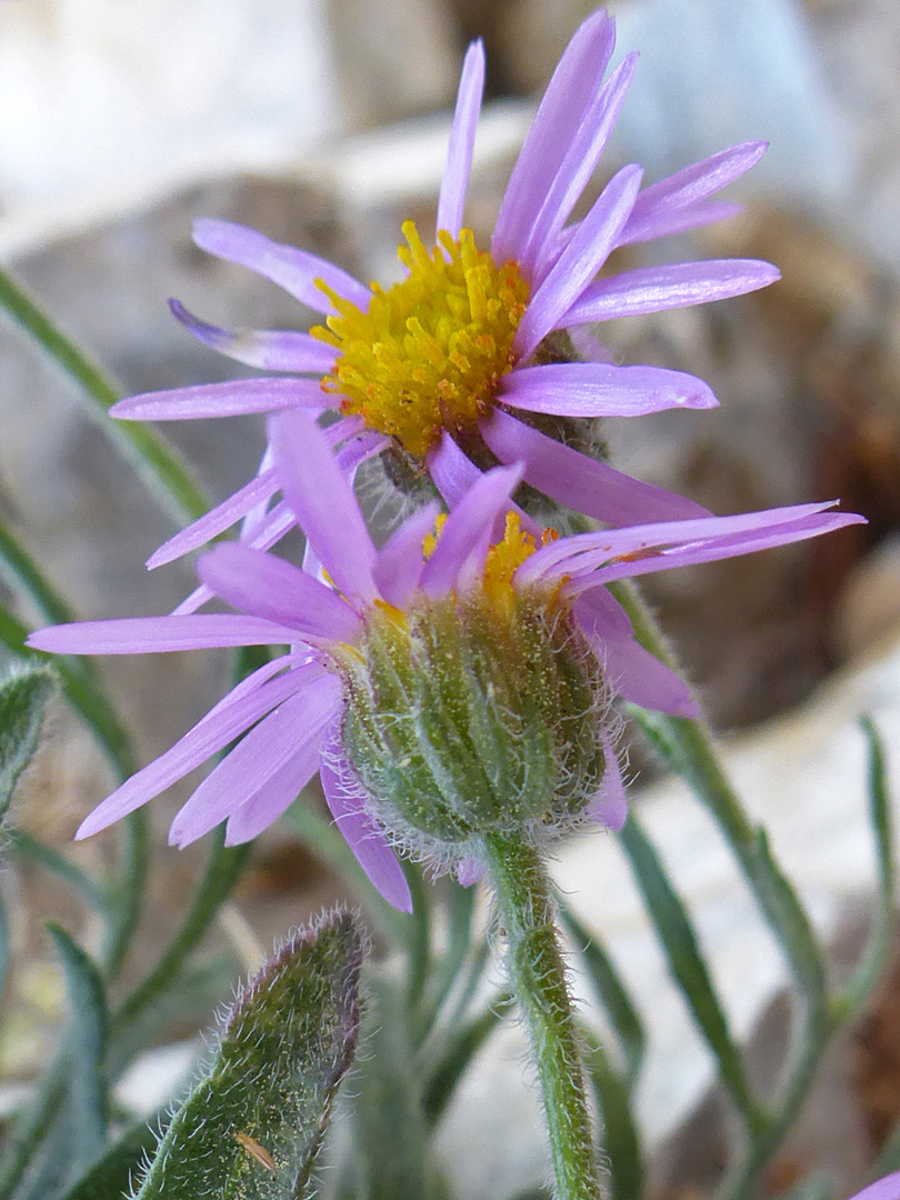 Hairy phyllaries