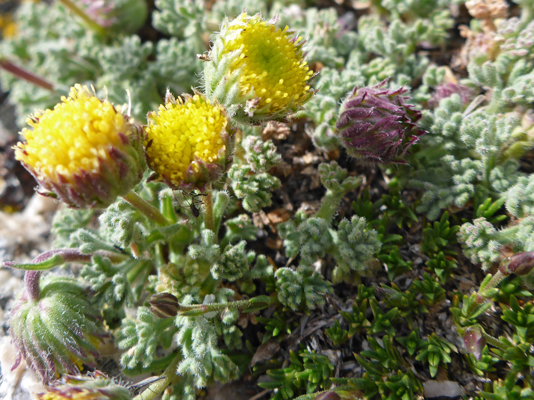 Short-stemmed flowerheads