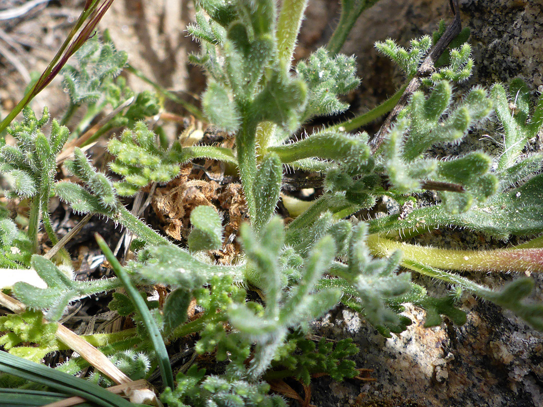 Basal leaves