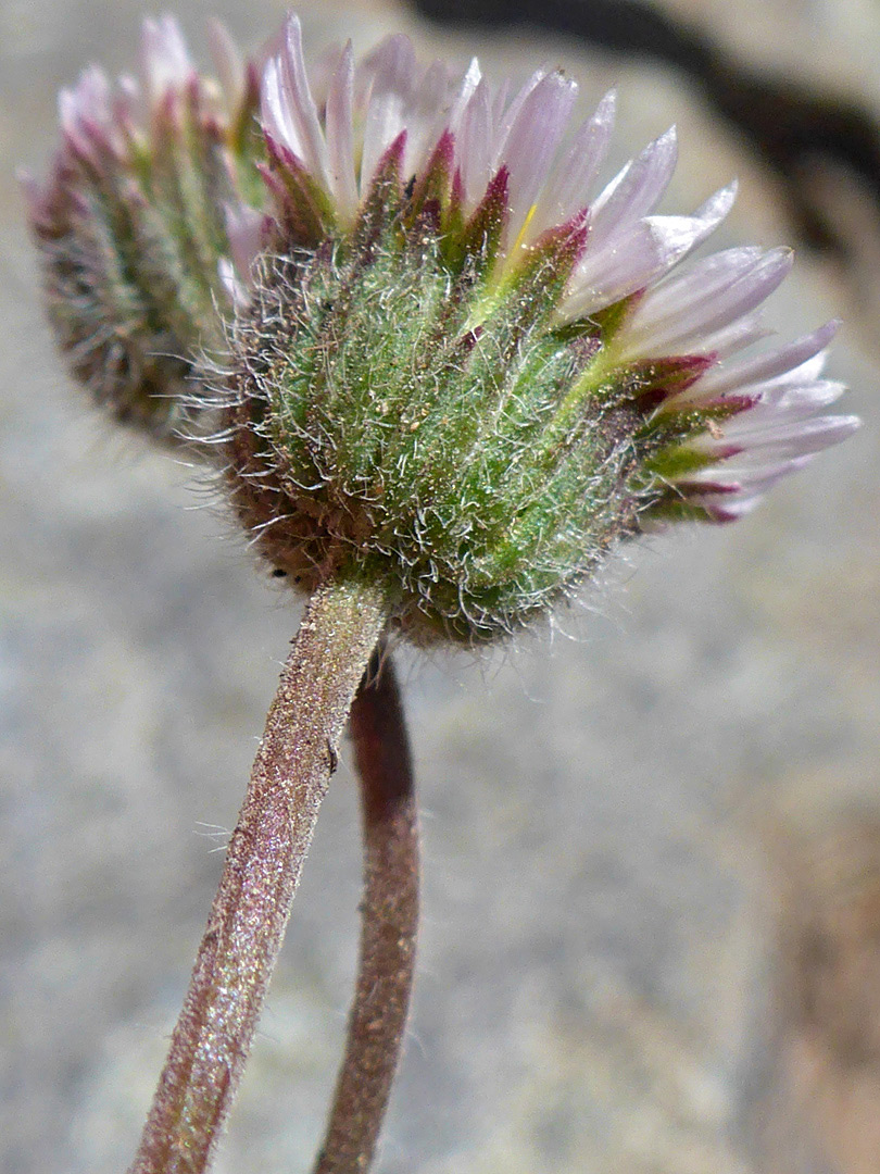 Hairy stem and phyllaries