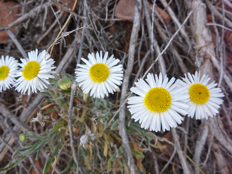 Four flowers