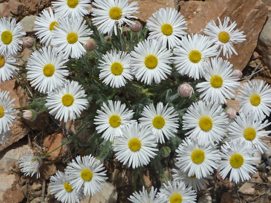 White flowers