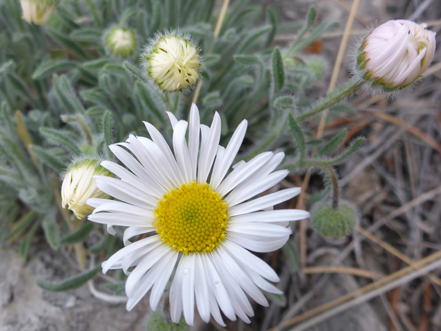 Flowerhead and buds