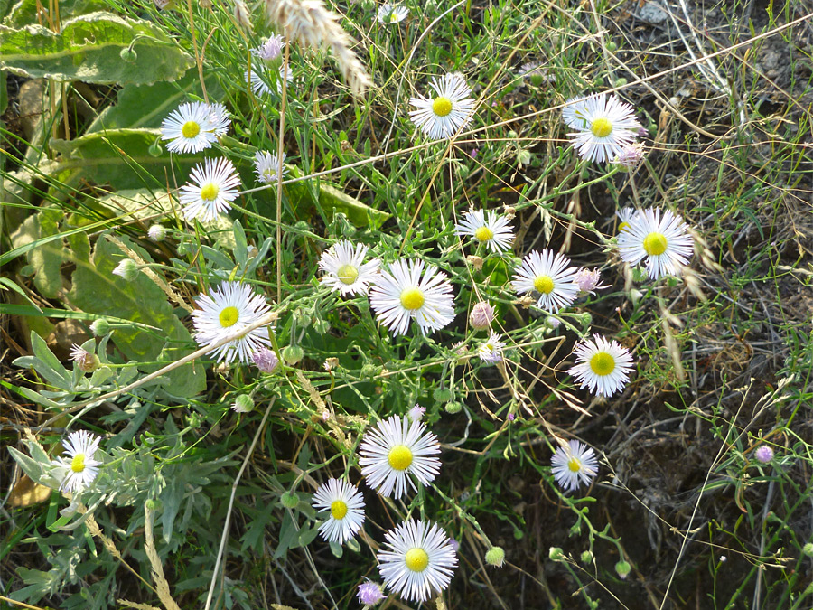 White flowerheads