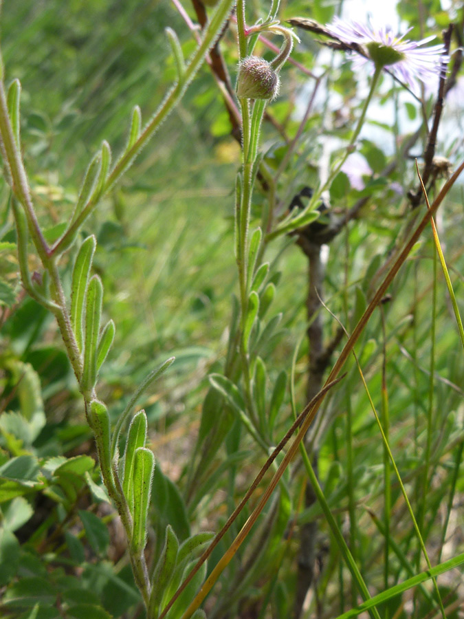 Ciliate leaves