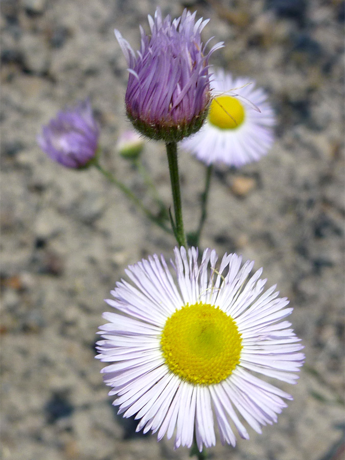 Flower and bud