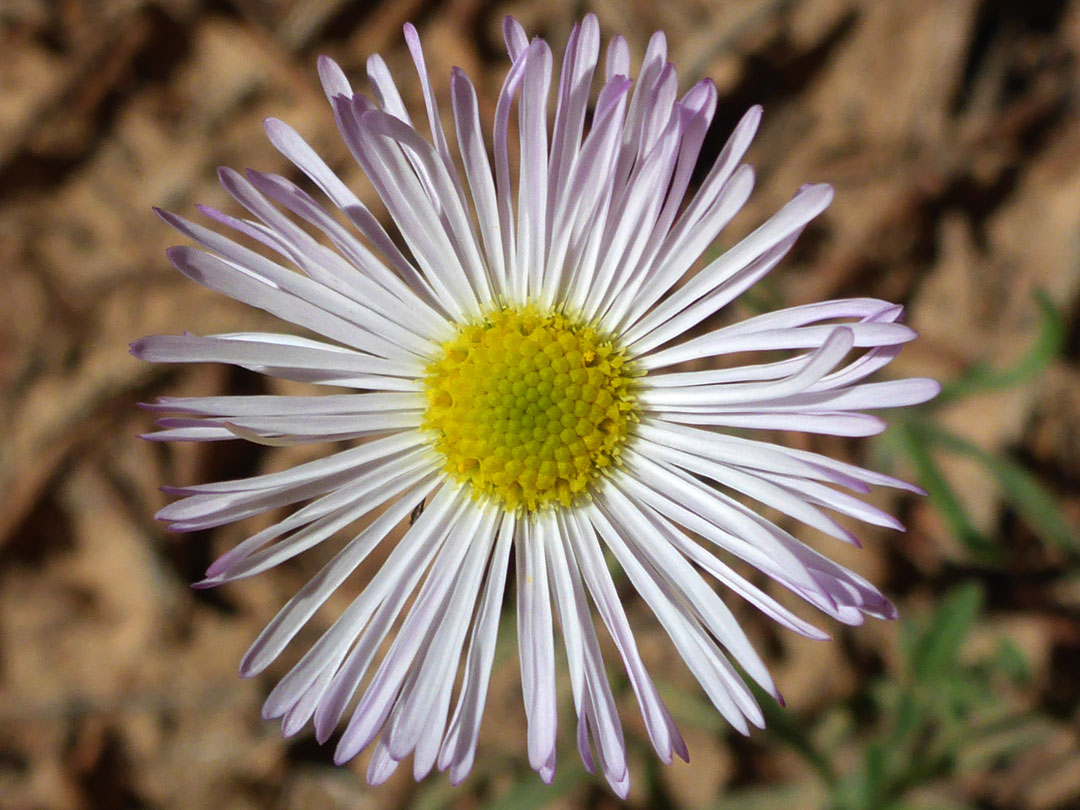 Flowerhead