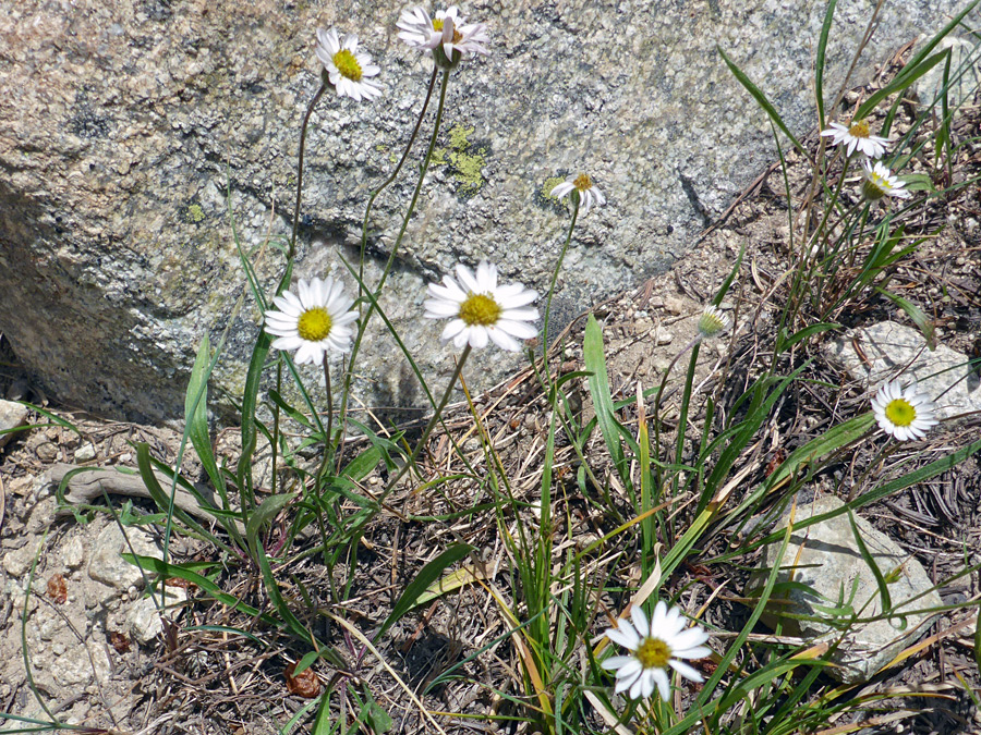 Flowerheads and leaves