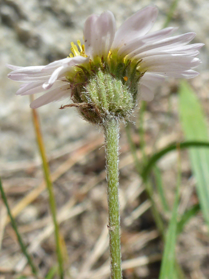 Hairy phyllaries