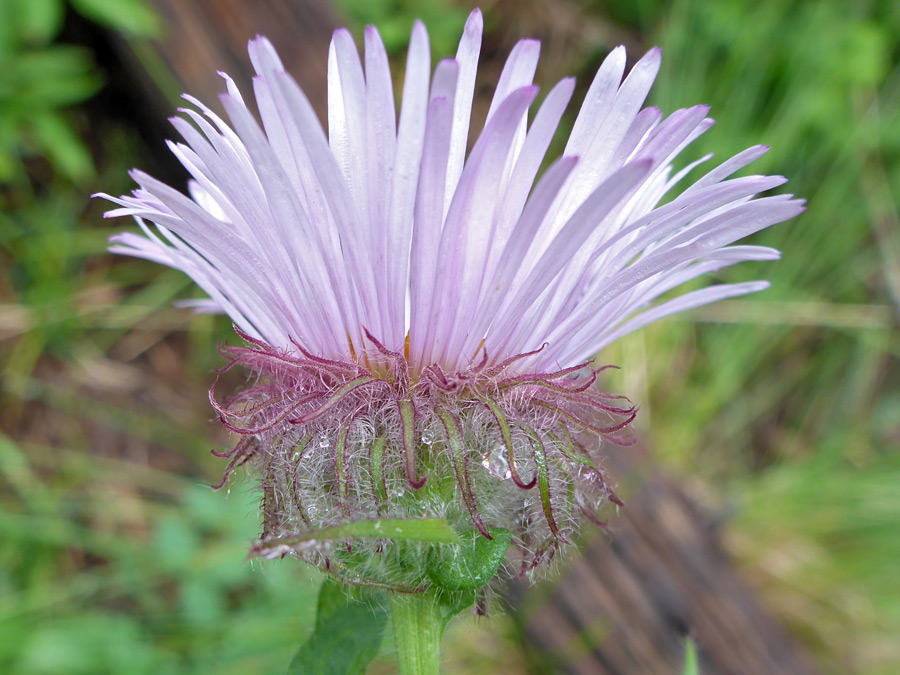 Hairy, purplish phyllaries