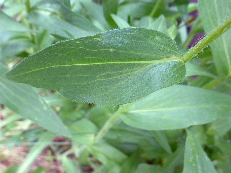 Leaf and stem