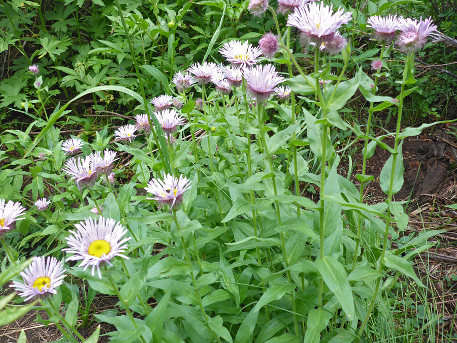 Many flowerheads