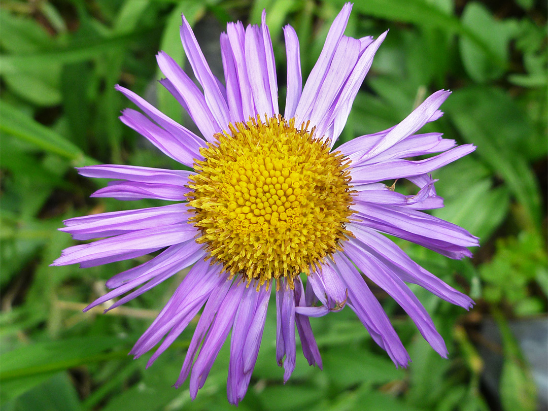 Erigeron eximius