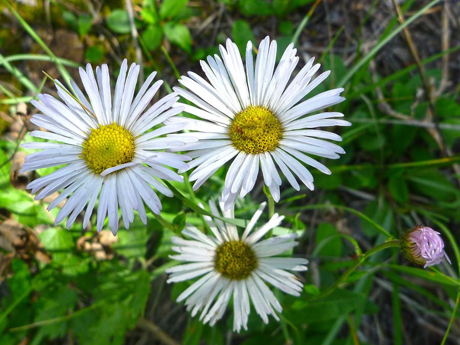 Three flowers