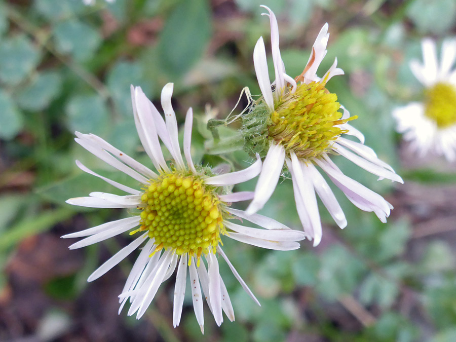 Two flowerheads