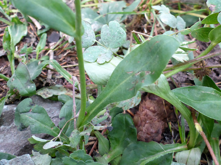 Lower stem leaf