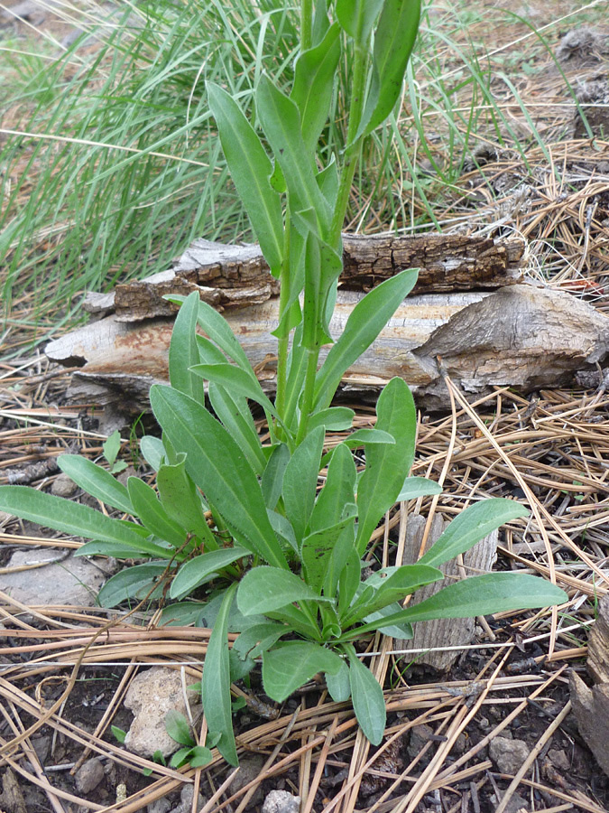 Leaves