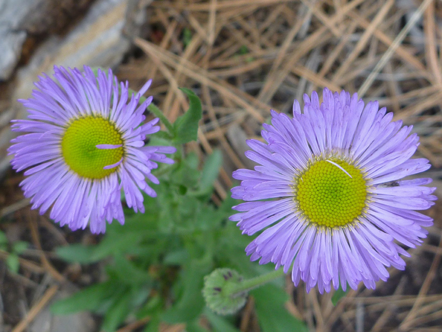 Two flowers