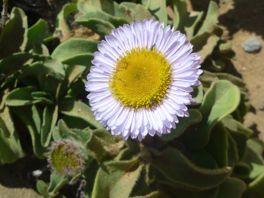 Overlapping petals