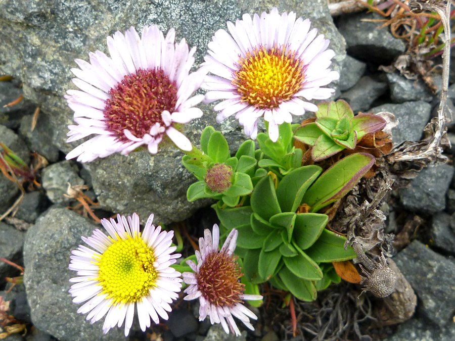 Four flowerheads