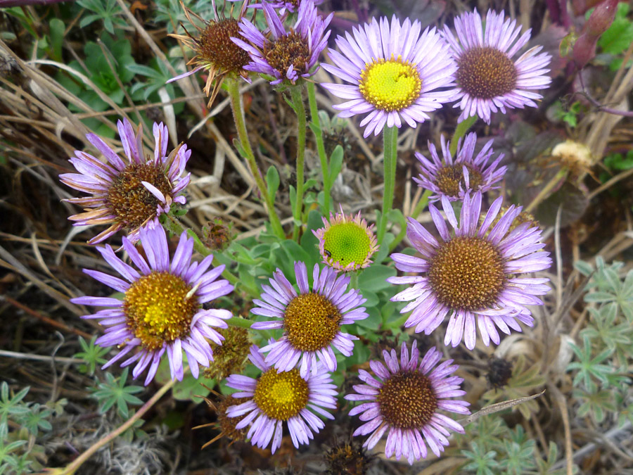 Group of flowers