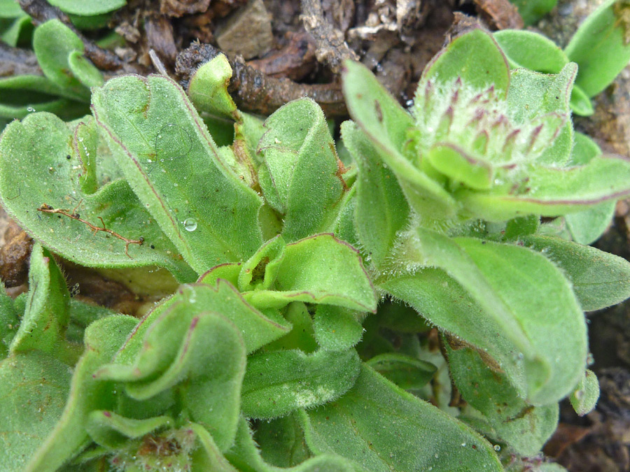 Thick leaves