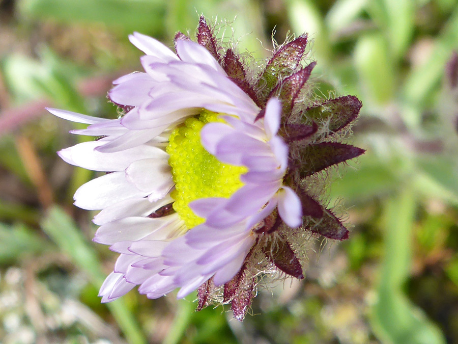 Florets and phyllaries