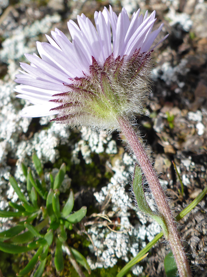 Hairy phyllaries