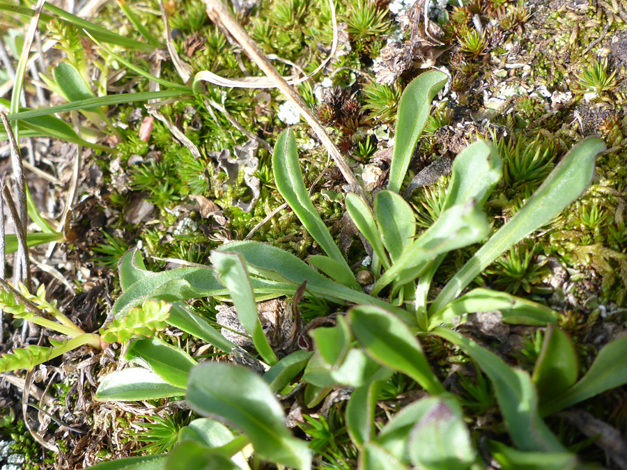 Oblanceolate leaves