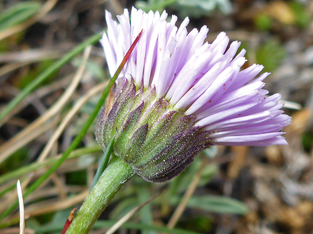 Purplish, sparsely hairy phyllaries