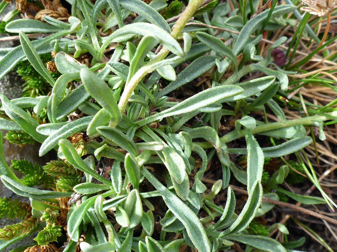 Oblanceolate leaves